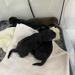 Blue collar - Black male Labrador Retriever puppy in Clinton, Tennessee from Summer Rose