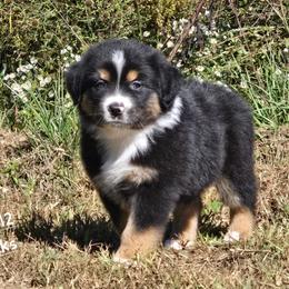 KB.BTM2 - Black tri-color male Australian Shepherd puppy in Deer Lodge, Tennessee from KSH Aussie Haven