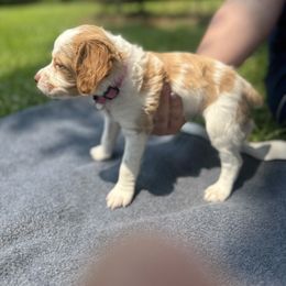 Brittany Puppies from Rocking L Farms