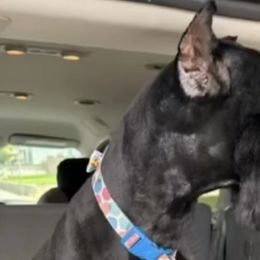 Giant Schnauzers and Scottish Terriers from CVS Giant Schnauzers