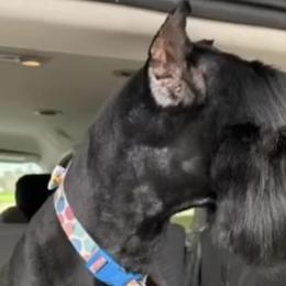 Giant Schnauzers and Scottish Terriers from CVS Giant Schnauzers