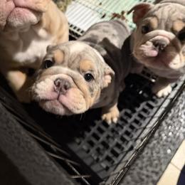 Bulldog Puppies from Bullevardier Bulldogs