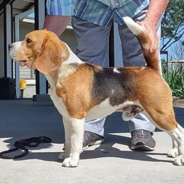 Higgins - Beagle