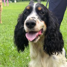Emily - Black white and tan female English Springer Spaniel puppy in Huntingdon, Pennsylvania from Leila Ferrucci
