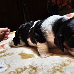 Cavalier King Charles Spaniel Puppies from Critter's Cottage Cavaliers