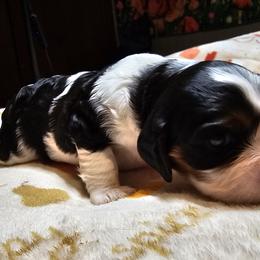 Cavalier King Charles Spaniel Puppies from Critter's Cottage Cavaliers