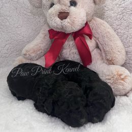 Poodle Puppies from Perfect Paw Kennel