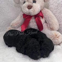 Poodle Puppies from Perfect Paw Kennel
