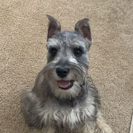 Sam - Miniature Schnauzer