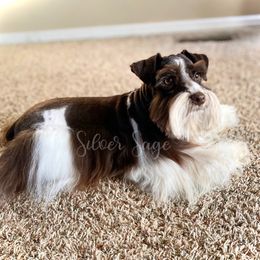 Howie - Miniature Schnauzer