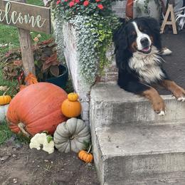 Bernese Mountain Dog All Grown Up from Diamond U Berners
