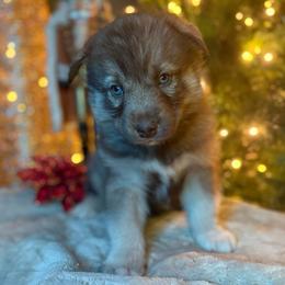 Natalia - Red and white female Siberian Husky puppy in Ravena, New York from Osiris’s Siberians & Pomskies