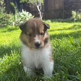Mickey - Sable male Collie puppy in Elko, Nevada from Willow Creek Acres Dachshunds & Collies