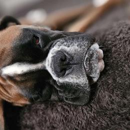 Paisley Grace- (Pay-Pay) - Boxer