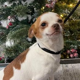 CLover - Chihuahua