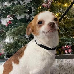 CLover - Chihuahua