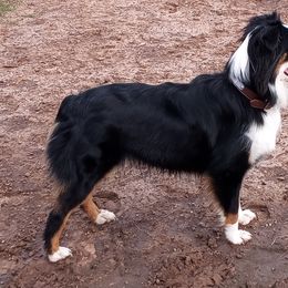 Miniature Australian Shepherds and Toy Australian Shepherds from DeWitt's Legacy Unlimited