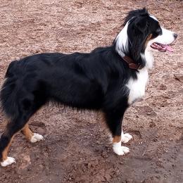 Miniature Australian Shepherds and Toy Australian Shepherds from DeWitt's Legacy Unlimited