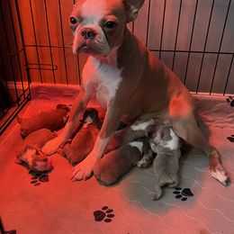 Boston Terrier Puppies from Legacy Boston Terriers