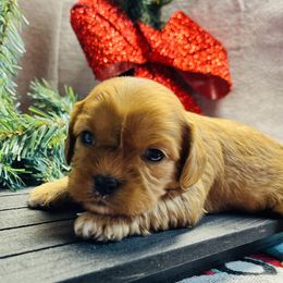 Sage - Red Cavapoo puppy in Miami, Oklahoma from BriarCreek Mini Aussies & Doodles