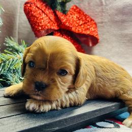 Sage - Red Cavapoo puppy in Miami, Oklahoma from BriarCreek Mini Aussies & Doodles