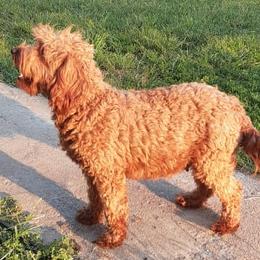 Goldendoodles and Poodles from Golden B Acres