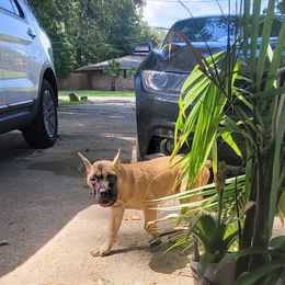 Boy 2 - Fawn Cane Corso puppy in Baton Rouge, Louisiana from Walton's Cane Corso