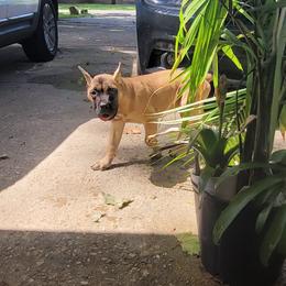Boy 2 - Fawn Cane Corso puppy in Baton Rouge, Louisiana from Walton's Cane Corso