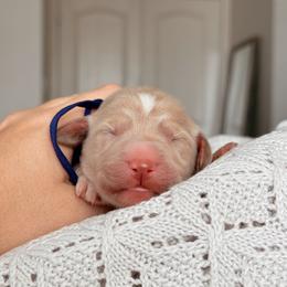 Aspen, Girl - Red  female Goldendoodle puppy in Maricopa, Arizona from Desert Ridge Doodles