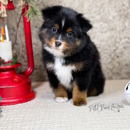 Miniature Australian Shepherd and Toy Australian Shepherd Puppies from Pistol Paws Aussies