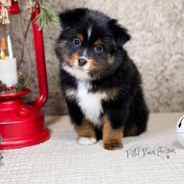 Miniature Australian Shepherd and Toy Australian Shepherd Puppies from Pistol Paws Aussies