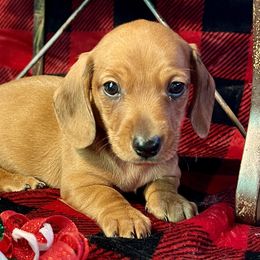 Dachshunds from 4 States Mini Dachshunds