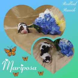 Basset Hound Puppies from Redbud Ranch Basset Hounds