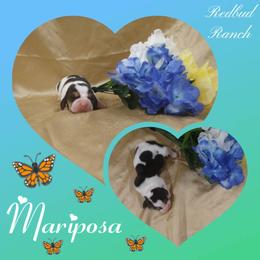 Basset Hound Puppies from Redbud Ranch Basset Hounds