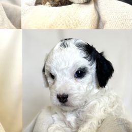 Cavapoos from The Cavapoo Family