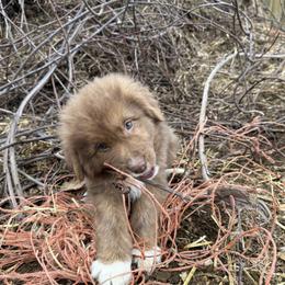 Karakachan puppies from CK9