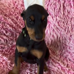 Girl 1 - Black and rust female Doberman Pinscher puppy in Centralia, Missouri from TopSpots Farm
