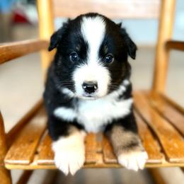 Santa - Black tri male Miniature American Shepherd puppy in Bayard, Nebraska from Puppies by Alies