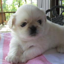 Luna - White female Pekingese puppy in Birdseye, Indiana from Poochie's Pekes