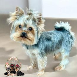 Corduroy - Yorkshire Terrier