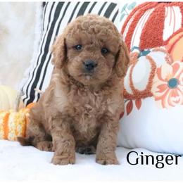 Ginger - Apricot female Goldendoodle puppy in Swartz Creek, Michigan from Michigan Doodles