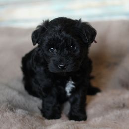 Purple collar - Miniature Schnauzer puppy in Arkansas from Central AR Schnoodles