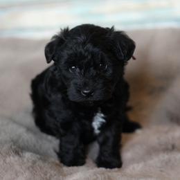 Purple collar - Miniature Schnauzer puppy in Arkansas from Central AR Schnoodles