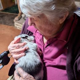 Cardigan Welsh Corgi Puppies from Smoky Tails Corgis