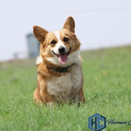 Indy - Pembroke Welsh Corgi