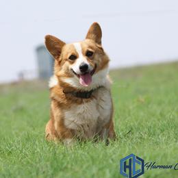 Indy - Pembroke Welsh Corgi