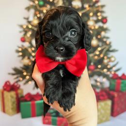 Echo - Black white and tan male Cockapoo puppy in 77304, Texas from Little Valley Puppies