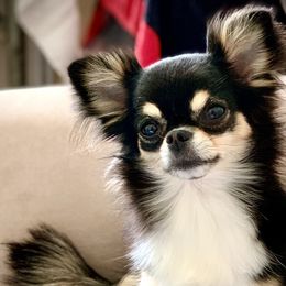 Gina - Chihuahua
