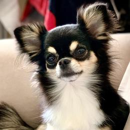 Gina - Chihuahua