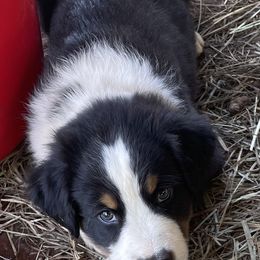 Australian Shepherd Puppies from Rolling Bend Aussies